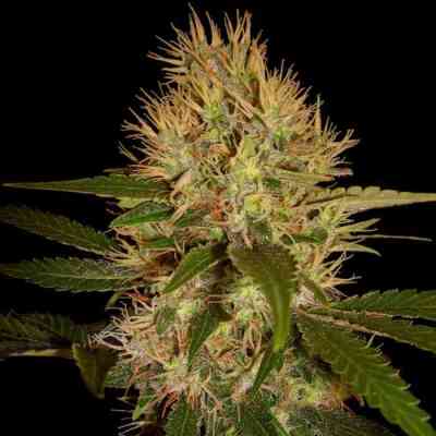 Martian Mean Green Seed > DNA Genetics | Feminized Marijuana   |  hybrid